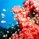 “S’està privant els corallers del seu mitjà de vida sense oferir cap alternativa”