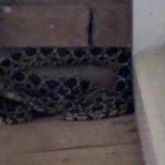 La policia captura una serp enorme a Calella de Palafrugell