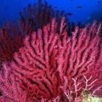 El Parc Natural del Montgrí, Illes Medes i Baix Ter pateix els efectes del canvi climàtic