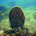 Desapareixen totes les nacres censades a la Costa Brava