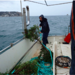 Retorna l’espai de l’Estartit que recupera centenars de milers d’ous de sèpies i calamars