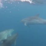 Graven un grup de dofins a Begur Dofins a Begur