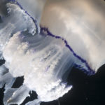 Què fer si et pica una medusa Rhizostoma pulmo? Medusa Rhizostoma pulmo, imatge d'Eduardo Bis