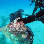 Palafrugell organitza una jornada de voluntariat per netejar les platges de Calella i Llafranc Neteja del fons marí en una de les platges de Palafrugell