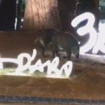 Han enxampat a dos senglars mentre passejaven de nit pels carrers de Platja d’Aro