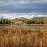 La normativa europea que faria “totalment inviable” el conreu de l’arròs de Pals