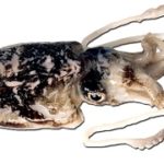 Es consitueix el Comitè de Cogestió del Pla de Gestió de la sèpia a les badies de Pals i Roses, per a preservar i potenciar la pesca de l’espècie