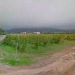 Calonge impulsarà un museu de les varietats de vinyes