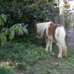 Commoció a  la Bisbal per tres ponis enverinats ponis enverinats