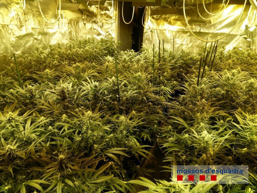 Les plantes de marihuana a la nau del Carrer de Pals de Palafrugell | Imatge dels Mossos d'Esquadra