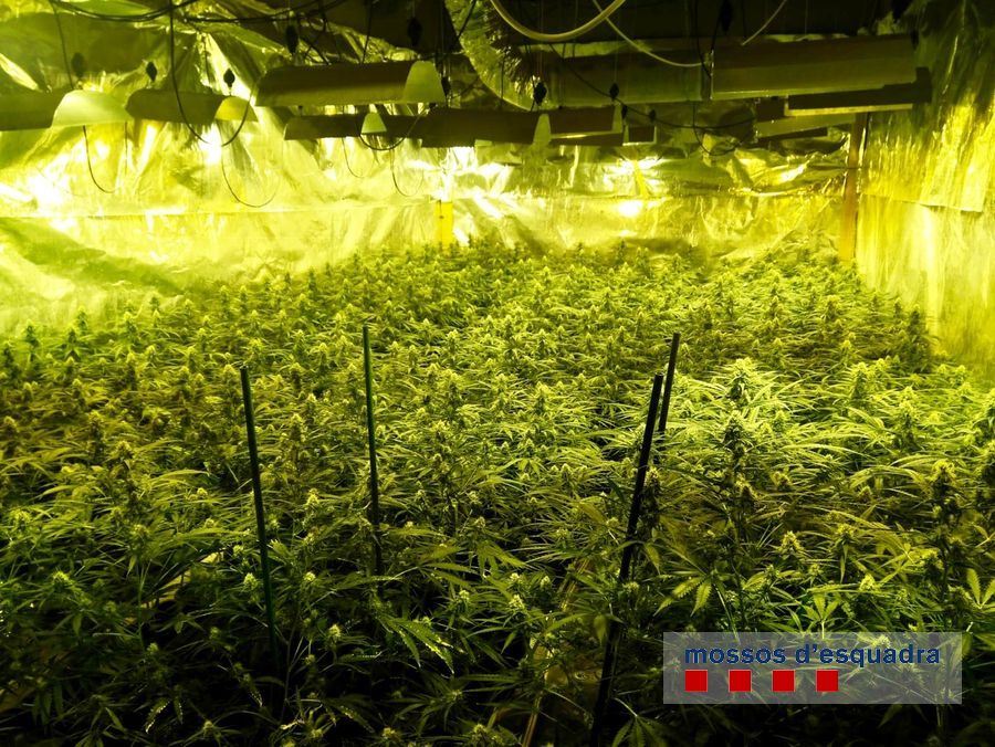 Les plantes de marihuana a la nau del Carrer de Pals de Palafrugell | Imatge dels Mossos d'Esquadra