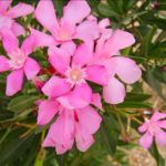 EDITORIAL · El baladre és verinós però no és il·legal