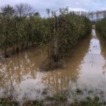 Pals i Palau-Sator continuen amb els camps inundats Camps Inundats