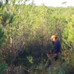 L’Ajuntament de Torroella de Montgrí executa noves actuacions per la millora forestal