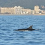 Es tornen a identificar dofins mulars a la badia de Palamós Foto de @xaviidigora i @albertcomp.photography