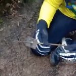 Trampes per a ciclistes en un camí de les Gavarres Fotograma del vídeo denúncia de les trampes per a ciclistes a les Gavarres