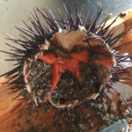 L’Ajuntament de Palafrugell demana ampliar la veda per a la pesca de garoines