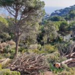 GALERIA | Així ha quedat la parcel·la d’Aigua Xelida després de la tala d’arbres