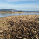 Torroella de Montgrí enllesteix l’especial de neteja de les platges del municipi