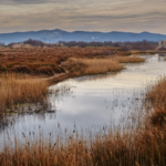 Acaba el projecte de restauració mediambiental a la Pletera, sense indemnitzacions