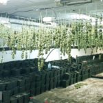 Intervenen una nau industrial amb marihuana a Vulpellac per valor d’un milió d’euros La plantació de marihuana a Vulpellac | Imatge dels Mossos
