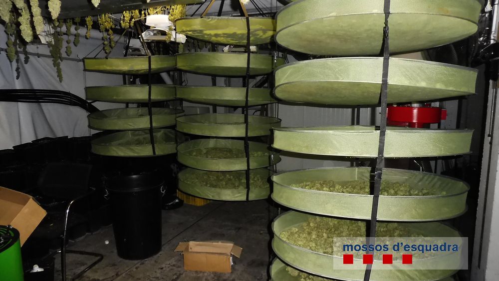 La plantació de marihuana a Vulpellac | Imatge dels Mossos
