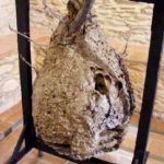 Desenes de nius de vespa asiàtica detectats al Baix Empordà Vespa Asiàtica