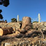 Tallen un pi de més de 140 anys d’història