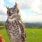 Espècies en extinció