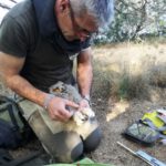 Identifiquen tres cries de duc a Palafrugell