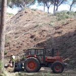 SOS Costa Brava denuncia una nova talada a Pals Mar permesa legalment Pals Mar - SOS Costa Brava