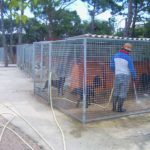 Abandonen sis cadells a la protectora de Palafrugell