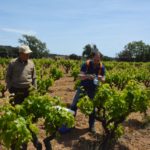 Algunes varietats de vinya de Calonge podrien ser úniques vinya calonge do empordà