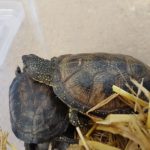 S’alliberen exemplars de tortuga d’estany al riu Ter per recuperar l’espècie