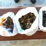 Denuncien una persona per marisquejar 6kg de mol·luscs