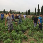 Els hortolans de les Arenes cultiven mongetes ecològiques als horts comunitaris de Palafrugell