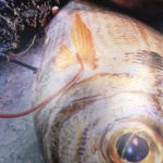 Josep Maria Palou guanya el II Concurs de Fotografia del Club Nàutic Aiguablava privat:-josep-maria-palou-guanya-el-ii-concurs-de-fotografia-del-club-nautic-aiguablava,-a-begur