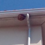 Demanen retirar un niu de vespa asiàtica a Palafrugell