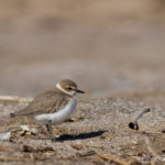 El corriol camanegre es recupera a l’Empordà