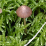 Troben una nova espècie de bolet al Montgrí