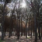 Neix La Suropèdia, un web capaç de resoldre qualsevol dubte sobre el suro privat:-sanejament-vegetal-de-la-pineda-del-suro-de-la-creu-de-santa-cristina-d’aro