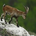 La població de cabres hispàniques al Montgrí es multiplica per 40 en deu anys