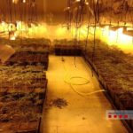 Dos joves detinguts per cultivar més de 1.000 plantes de marihuana a Calonge
