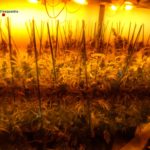 Dos detinguts per cultivar marihuana en una casa desocupada al Baix Empordà
