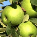 Empreses de fruita de Girona donen 300 kg de pomes als hospitals de Palamós, Josep Trueta i de Figueres