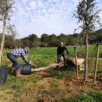 Planten 230 arbres a la plana del Castell de Palamós arbres Palamós