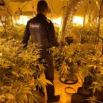 Troben 1.000 plantes de marihuana a Santa Cristina d’Aro arrel d’investigar una queixa per l’estat d’un gos