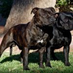 Dos gossos ataquen i fereixen una parella a Calonge