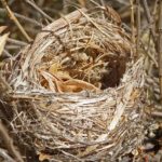 L’àrea de Medi Ambient demana la col•laboració ciutadana per localitzar nius d’ocells als domicilis particulars