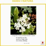 Creen el concurs virtual «Haikus i Natura», a Santa Cristina d’Aro privat:-concurs-poetic-i-fotografic-per-instagram